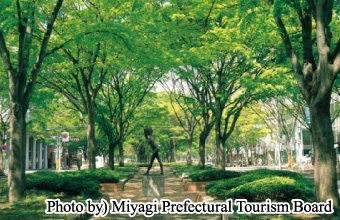 Sendai & Jozenji Dori Avenue