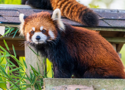 仙台市八木山動物公園